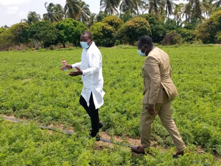 Campagne agricole 2025- 2026 : Une subvention de 26 milliards de Fcfa adoptée en conseil des ministres