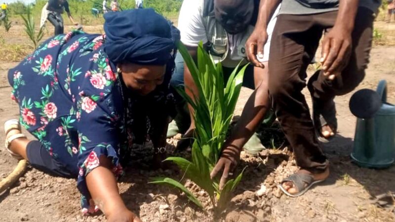 Diversification agricole : 125.000 plants de palmier subventionnés sur 1.700 hectares