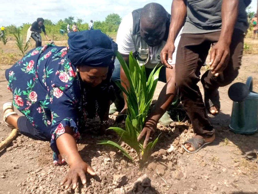 Diversification agricole : 125.000 plants de palmier subventionnés sur 1.700 hectares