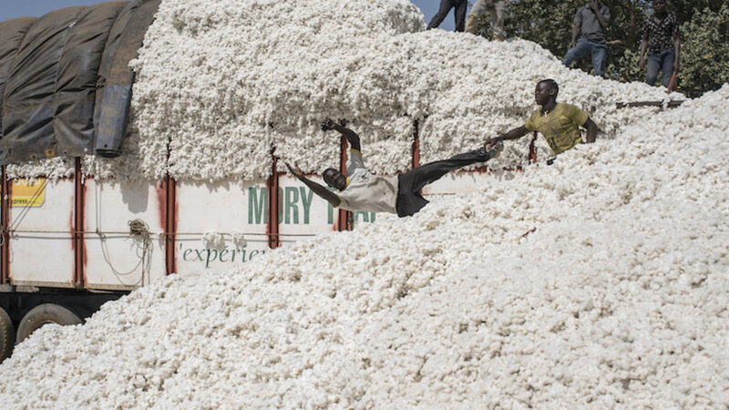 Filière coton : les producteurs du Bénin galvanisés pour de nouveaux records