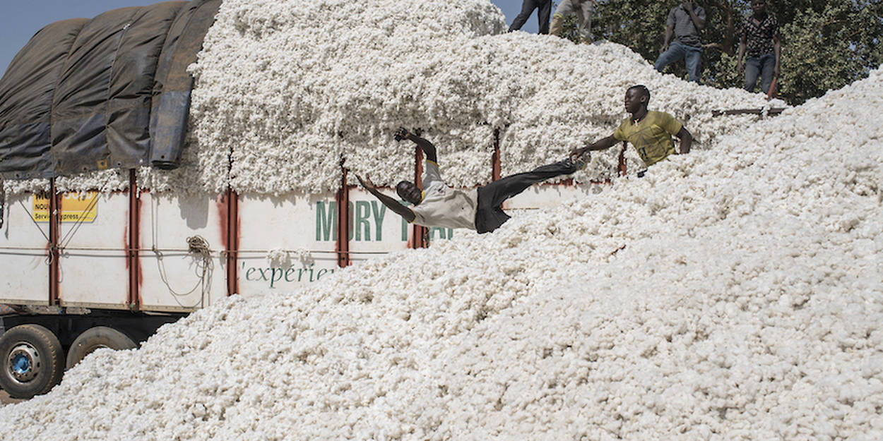 Filière coton : les producteurs du Bénin galvanisés pour de nouveaux records