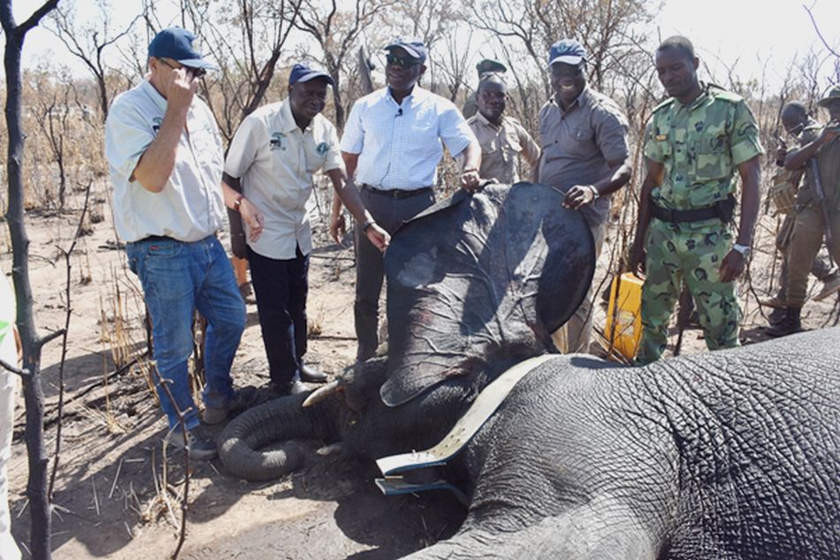 Surveillance des Parcs nationaux du Bénin : Pose de colliers de protection aux animaux