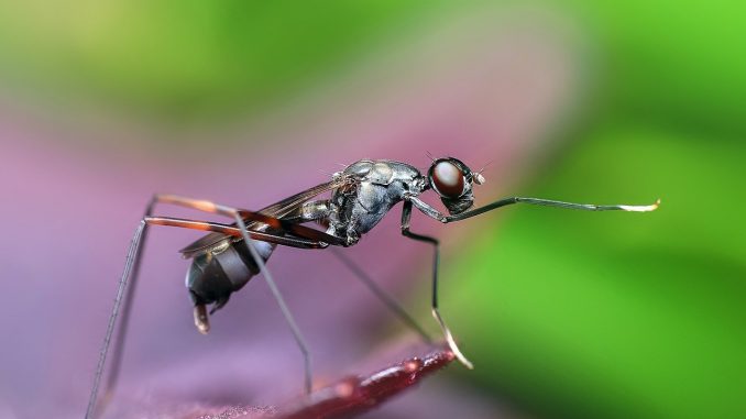 La pollution atmosphérique brouille l’accouplement des insectes