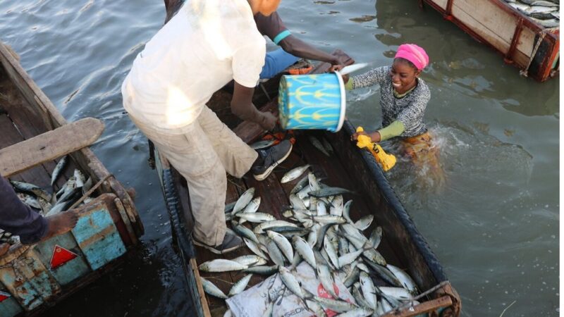 Pêche au Bénin : 1.622 tonnes d’aliments poisson subventionnés