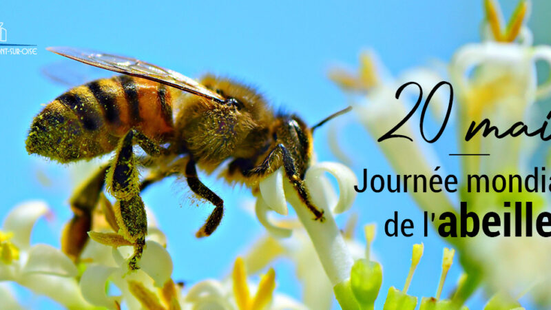 Journée mondiale des Abeilles : Indispensables à la survie de la planète mais de moins en moins nombreuses