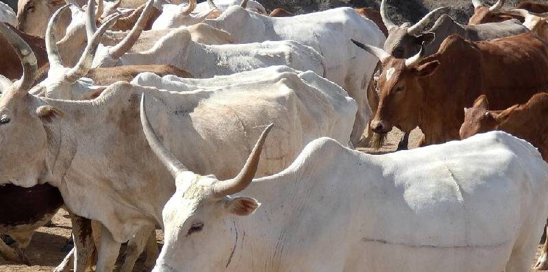 Tchaourou et Parakou : La Police aux trousses des voleurs de bœufs