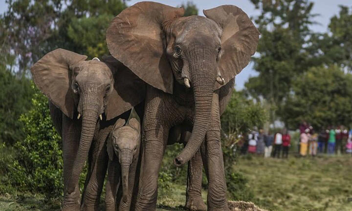 Kenya : 3ème naissance de jumeaux éléphants en trois ans