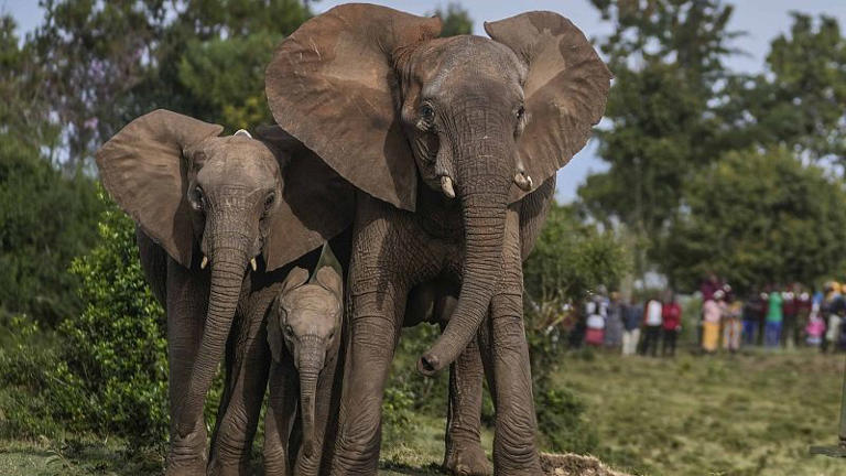 Kenya : 3ème naissance de jumeaux éléphants en trois ans