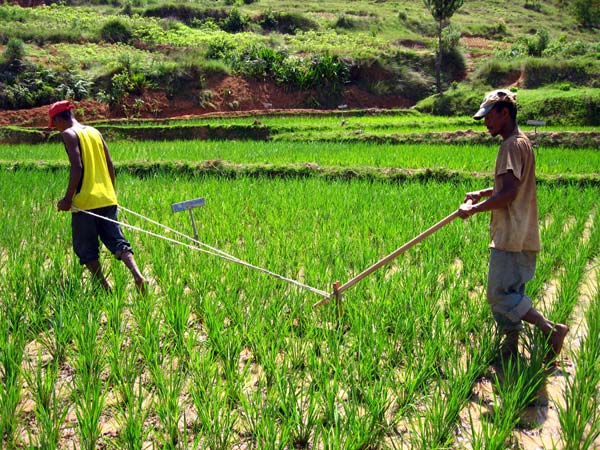 Production de riz au Bénin : Un périmètre irrigué de 400 hectares aménagé